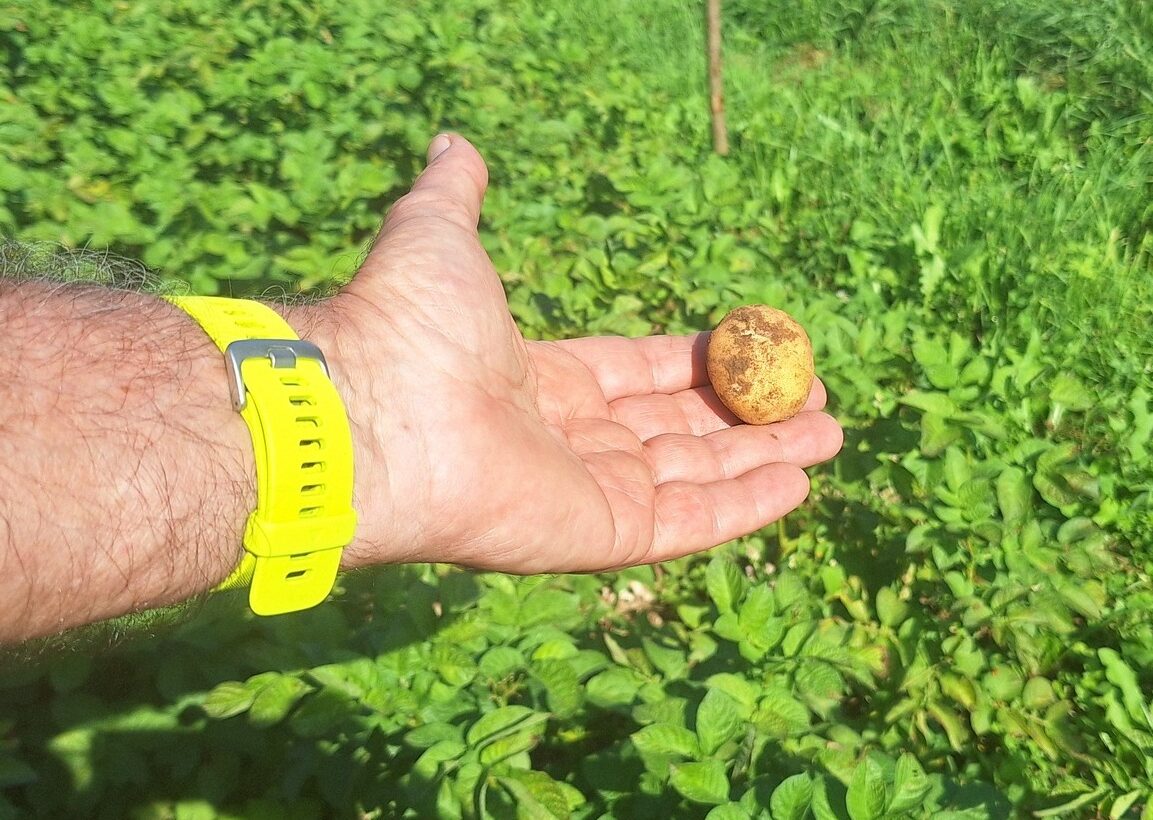 Progetto recupero patata serradina Pro Loco Serrada